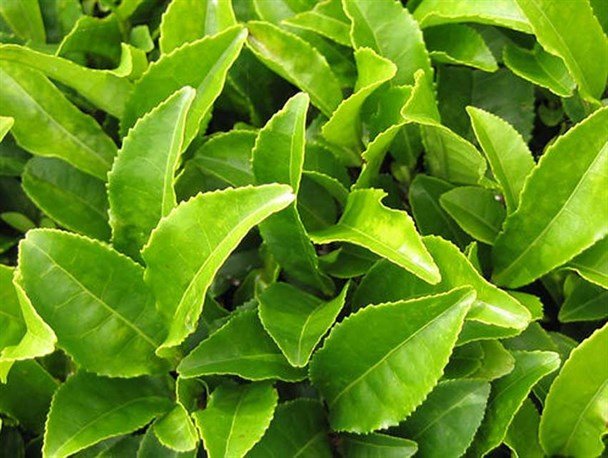 افزایش ۱۰ درصدی خرید برگ سبز چای از چایکاران شمال کشور