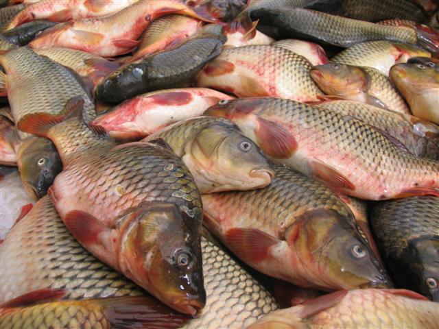 کاهش ۲۵ درصدی تولید ماهیان گرم آبی در راه است