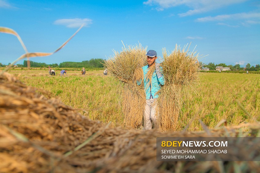 گزارش تصویری/ روزهای پایانی برداشت برنج در گیلان