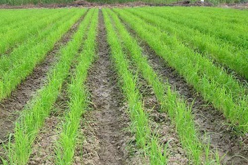 خشکه کاری طرحی برای توسعه کاشت برنج در خشکسالی