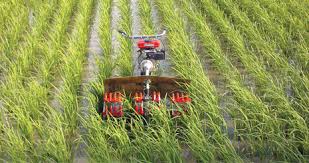 ۵۸ درصد عملیات زراعی تولید برنج در گیلان مکانیزه انجام می‌شود