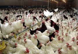 تولید مرغ در گیلان افزایش یافت