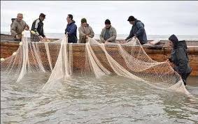 صید ماهیان استخوانی دریای خزر در غرب گیلان
