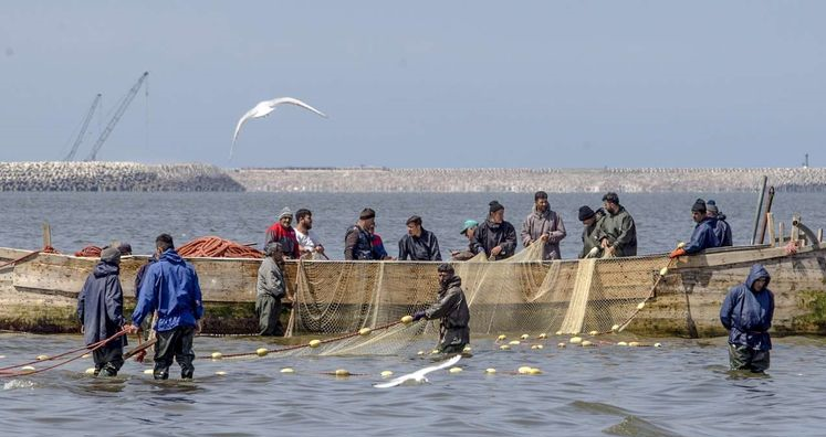 صادرات ۲۰ میلیون دلاری شیلات گیلان/ ۴ هزار صیاد گیلانی از دریای خزر ماهی استخوانی صید می‌کنند