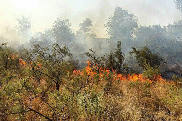 وزش باد گرم و هشدار آتش سوزی جنگل‌ها