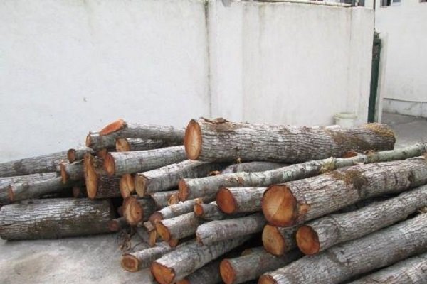 ۱۴ تن انواع چوب جنگلی قاچاق در گیلان کشف و ضبط شد