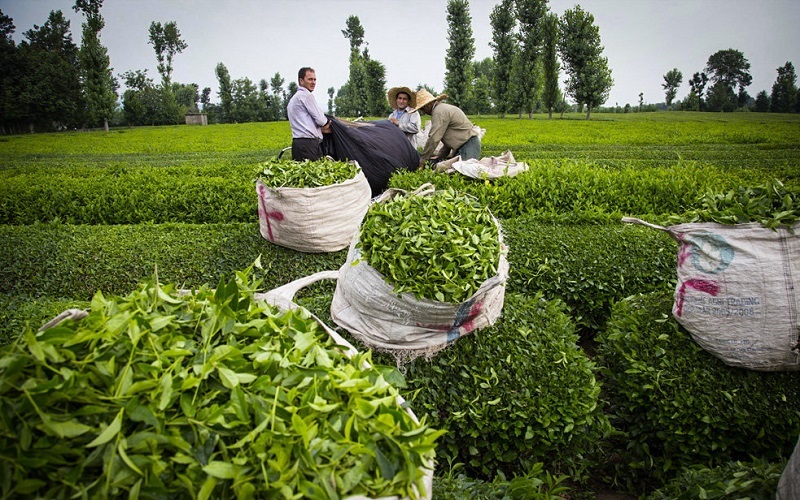افزایش برداشت برگ سبز چای از باغ های شمال