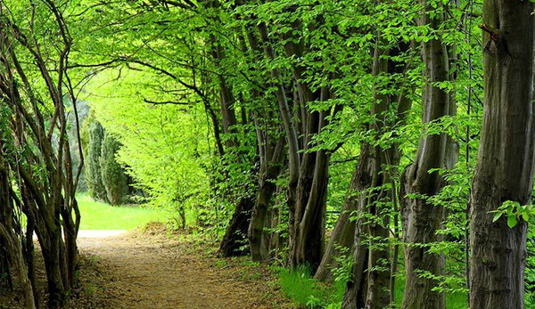 جنگل‌ های هیرکانی در فهرست میراث جهانی ثبت شد
