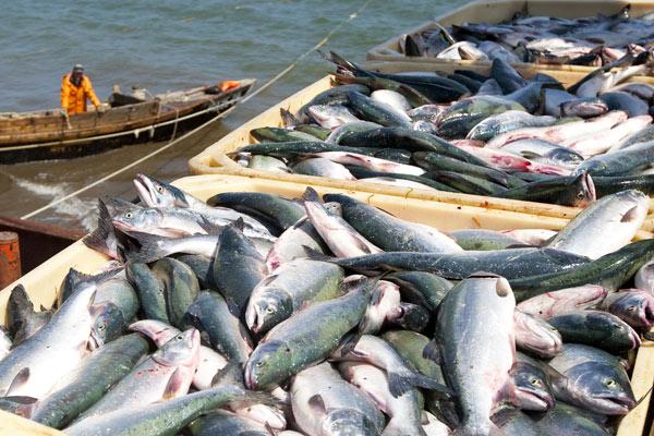 صید بیش از ۳ هزار تن ماهی کیلکا از دریای خزر