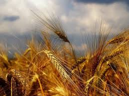 کاهش محصول گندم و جو در سیاهکل