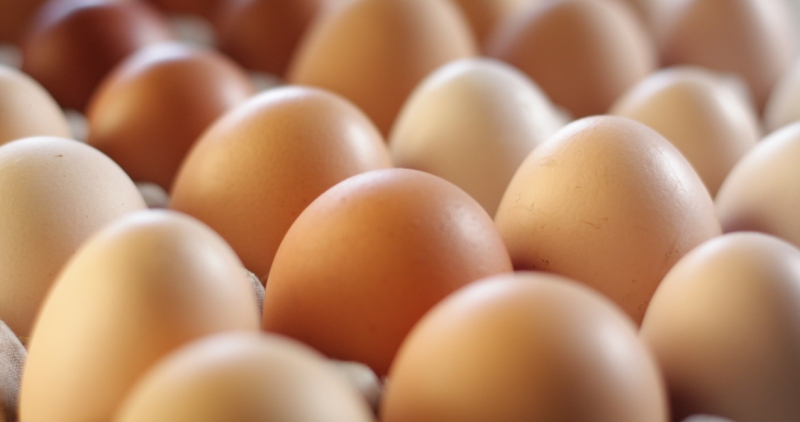 تولید ۱۸ هزار تن تخم مرغ محلی در گیلان