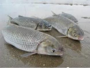 صید ماهی در گیلان ۷۵ درصد افزایش یافت