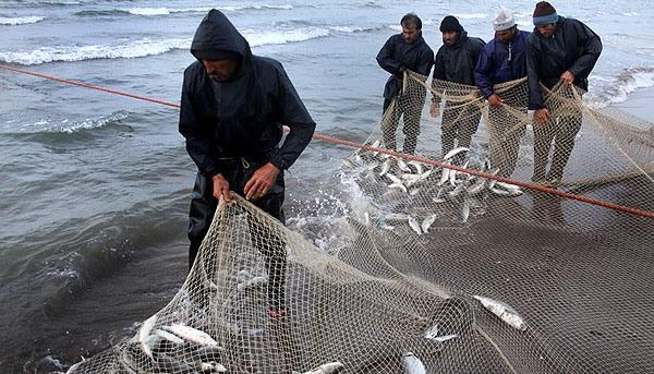 افزایش صید ماهی استخوانی در خزر