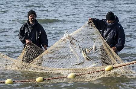 صید ماهیان استخوانی در دریای خزر ۸۱ درصد افزایش یافت
