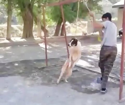 اعدام وحشیانه یک سگ در رشت + عکس
