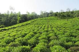 پرداخت تسهیلات به‌زراعی باغات چای شمال آغاز شد