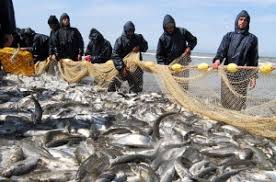 صید ۳۳۷ تن ماهی استخوانی از خزر/ رشد ۸۱ درصدی صیادی