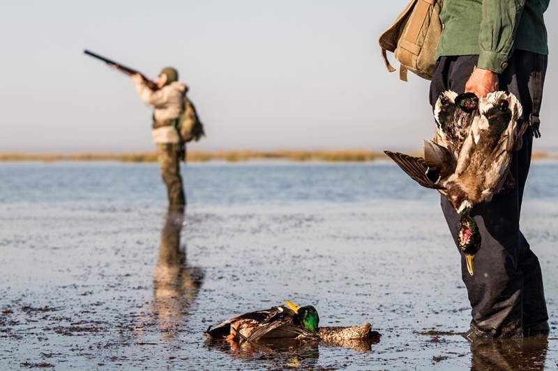 صید و شکار پرندگان از نیمه آبان قانونی می شود+جزئیات