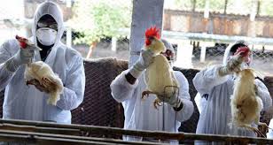 بیماری آنفلوانزای پرندگان در گیلان مشاهده نشده است