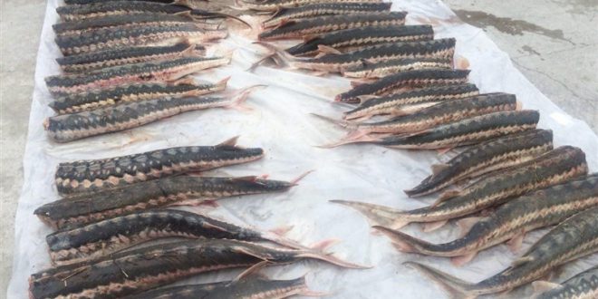 طرح جامع ارزیابی ذخایر ماهیان خاویاری در دریای خزر انجام میشود