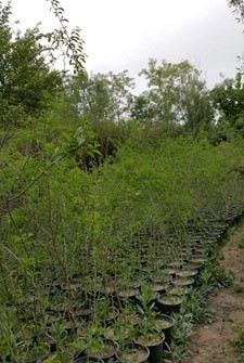 افزایش ۱۷درصدی تولید نهال توت در گیلان