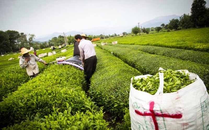 ایران از صادرات ۱۳ هزار تن چای ۱۷ میلیون دلار درآمد ارزی به دست آورد
