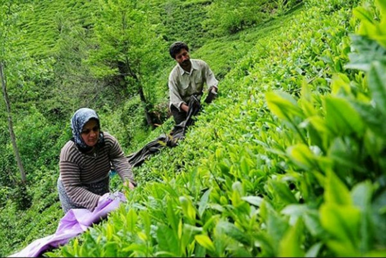 ۹۰ درصد چای کشور در استان گیلان تولید می‌شود