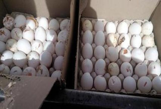 کشف بیش از ۴ تن تخم‌ مرغ فاسد در آستارا