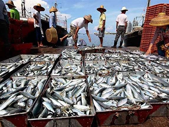 صید کم سابقه ۴۰ تن ماهی در گیلان