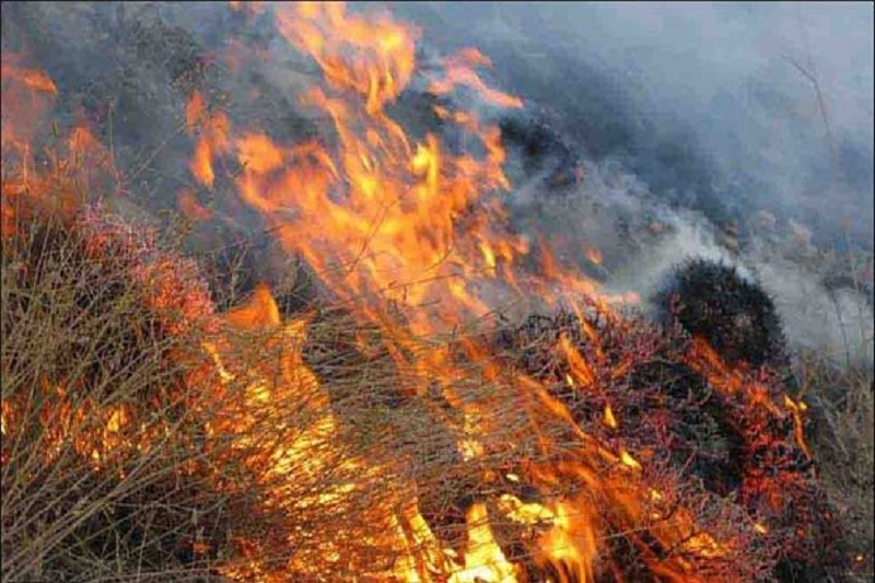 نیروها در حال مهار آتش سوزی جنگل های عباس آباد آستارا هستند/ امکان ورود خودرو وجود  ندارد + فیلم