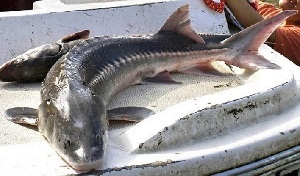 صادرات ماهیان خاویاری منجمد از آستارا به روسیه