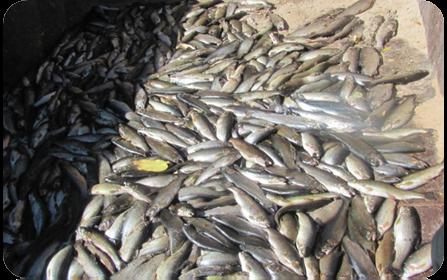 کشف بیش از ۲ تن ماهی فاسد در آستارا