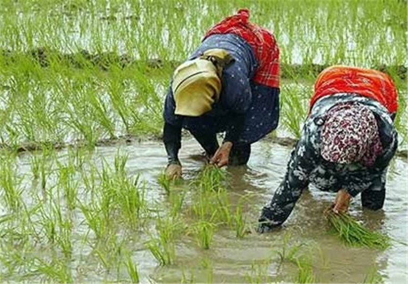 افزایش بهره‌مندی از آب باران برای تولید برنج ارزانتر در گیلان
