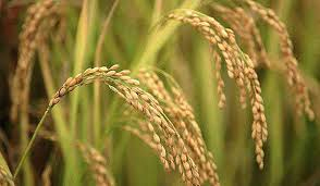 بذر گواهی شده برنج در گیلان آماده توزیع است