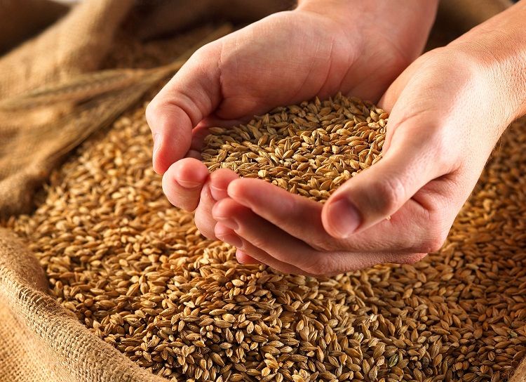 خرید تضمینی گندم در کشور از مرز ۵ میلیون تن گذشت