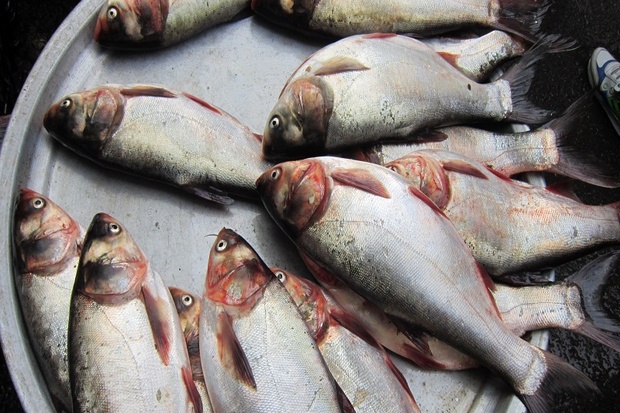 توقیف سه هزار کیلوگرم ماهی فاسد در آستارا