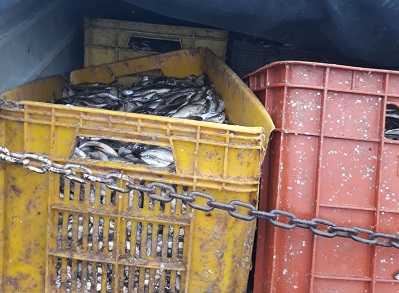 ۳ تن ماهی فاسد در آستارا کشف شد