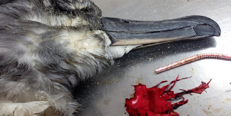 پلاستیک نرم قاتل اصلی پرندگان دریایی است