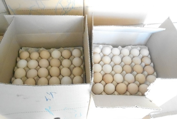 کشف بیش از ۴ تن تخم مرغ فاقد مجوز در رودسر