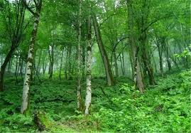 بیش از ۱۶ میلیون هکتار جنگل در کشور داریم