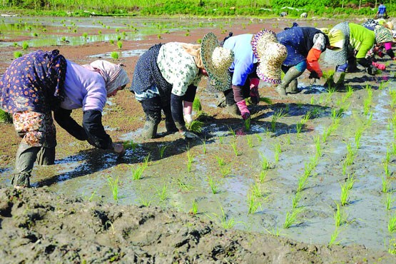 نخستین نشای دستی برنج در فصل زراعی جدید در لنگرود انجام شد