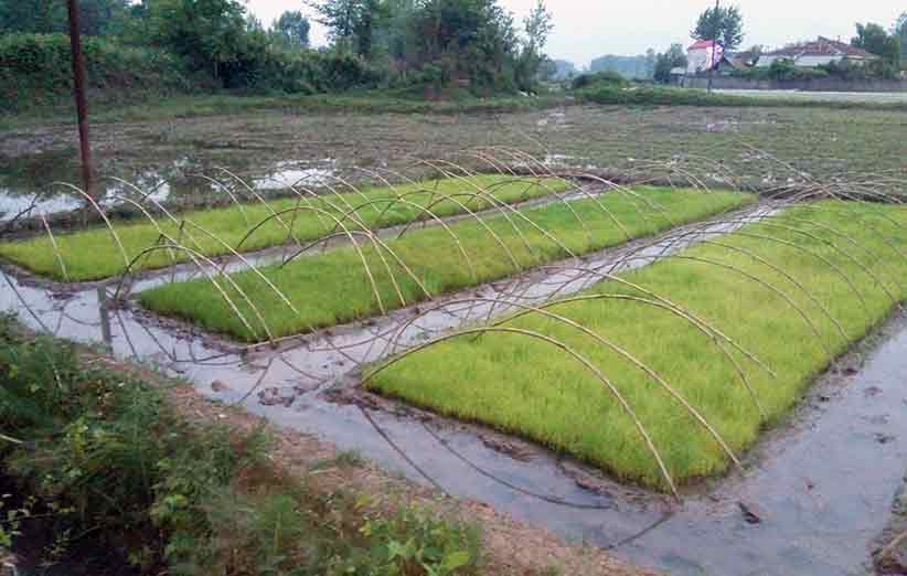 توقف آبگذاری کانال‌های کشاورزی