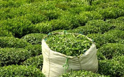 ۱۵ اردیبهشت آخرین مهلت برای بیمه باغ‌های چای می باشد