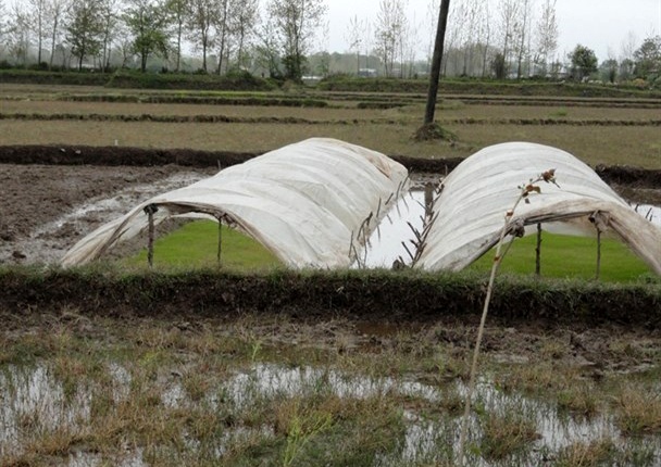 با توجه به پیش بینی هواشناسی شالیکاران خزانه های برنج را هوادهی کنند
