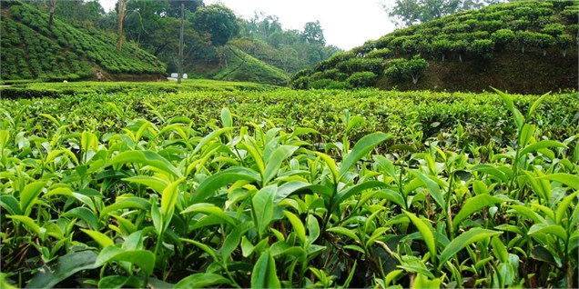 افزایش ۲۰درصدی قیمت خرید تضمینی برگ سبز چای