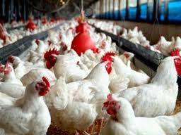 تولید مرغ در استان گیلان ۱۰ درصد افزایش یافت