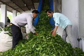  ۱۲۰ کارخانه چایسازی با سازمان چای کشور قرارداد همکاری بستند