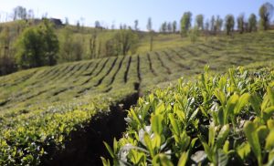۳۲هزار و ۱۲۴تن برگ سبز چای از چایکاران استانهای شمالی خریداری شد