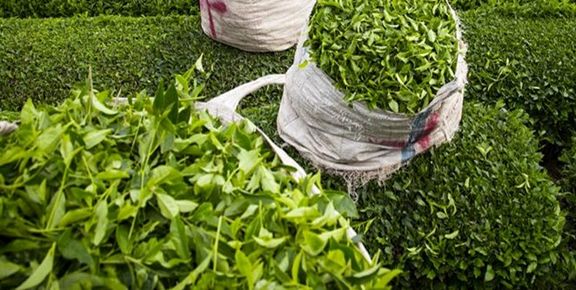 عضو هیئت رئیسه مجلس: نرخ خرید تضمینی برگ سبز چای افزایش می‌یابد