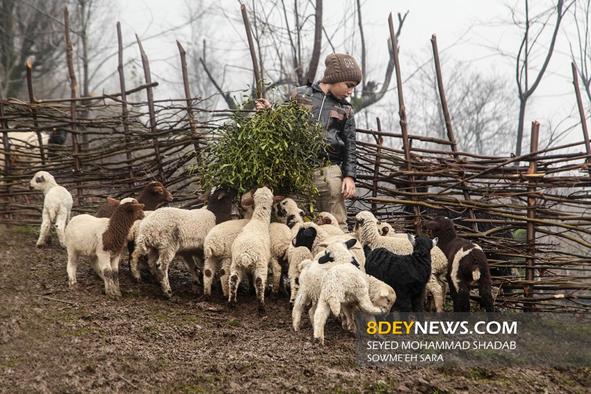 گزارش تصویری/ گوسفندداری در تنیان گیلان